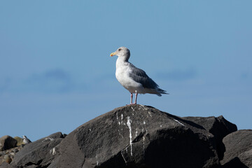 Seagull are sitting on a large stone in the water