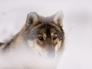 Fototapeta premium wolf in winter