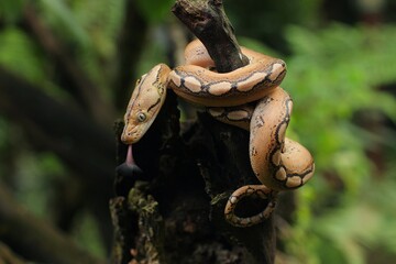 Platinum motley reticulated pythons is reticulated python