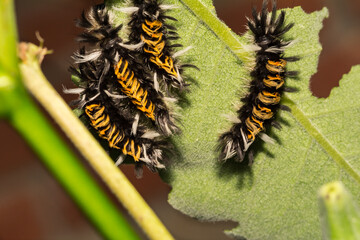 Milkweed Tussock Moth Caterpillar- Euchaetes egle