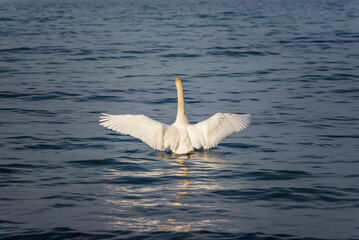Graceful white Swan swimming in the see and flaps its wings on the water. White swan is flapping its wings above calm blue water surface background. 