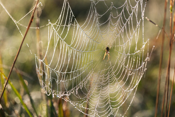 Large spider web on tree leaves