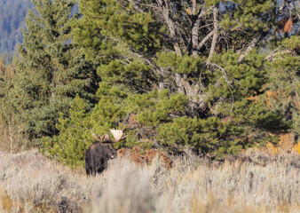 Bull Moose During the Rut in Wyoming in Autumn