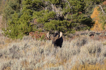 Bull Moose During the Rut in Wyoming in Autumn