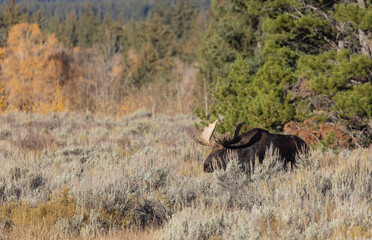 Bull Moose During the Rut in Wyoming in Autumn