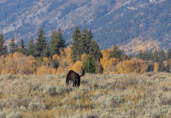 Fototapeta na wymiar Bull Moose During the Rut in Wyoming in Autumn