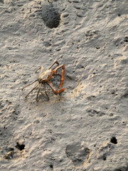 crab on the beach