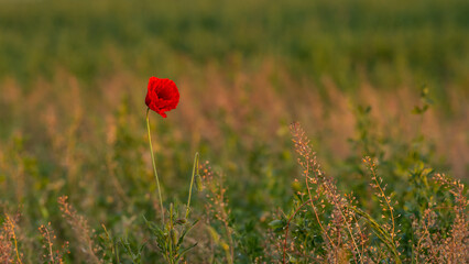 red poppy in a field