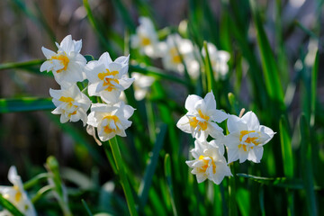 明るい光に照らされた水仙の花