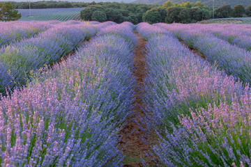 Naklejka na ściany i meble Impressive lavender field in full bloom
