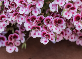 Naklejka na ściany i meble Beautiful flowering of geraniums of fuchsia color in spring