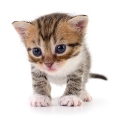 Kitten on white background.
