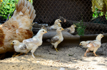 Group cute little newborn yellow chickens and mother chicken are pecking at the food on hen house in farm pattern background. Concept of raising chickens on a poultry farm, Easter.