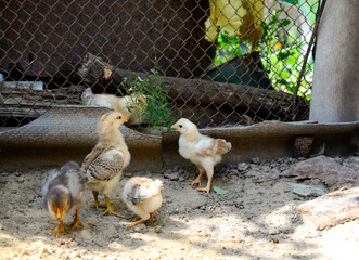 Group cute little newborn yellow chickens are pecking at the food on hen house in farm pattern background. Concept of raising chickens on a poultry farm, Easter.