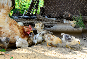 Group cute little newborn yellow chickens and a mother chicken are pecking at the food on hen house in farm pattern background. Concept of raising chickens on a poultry farm, Easter.