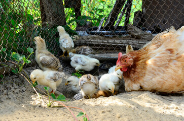 Group cute little newborn yellow chickens and a mother chicken are pecking at the food on hen house in farm pattern background. Concept of raising chickens on a poultry farm, Easter.