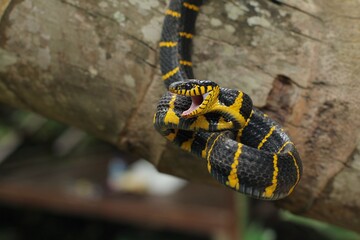 Mangrove snake or the gold-ringed cat snake, is a species of rear-fanged venomous snake