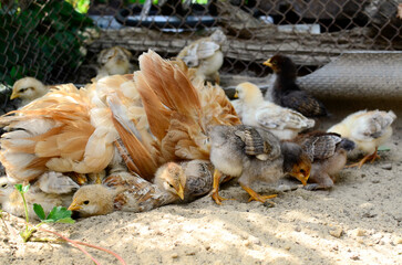Group cute little newborn yellow chickens under wing of mother chicken on hen house in farm pattern background. Concept of raising chickens on a poultry farm.