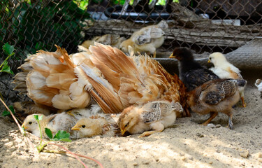 Group cute little newborn yellow chickens under wing of mother chicken on hen house in farm pattern background. Concept of raising chickens on a poultry farm.