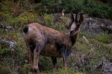 Close encounter with a chamois in the wild