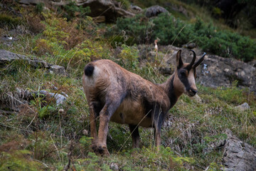 Close encounter with a chamois in the wild