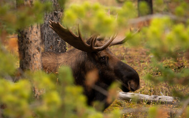 bull elk in park national park