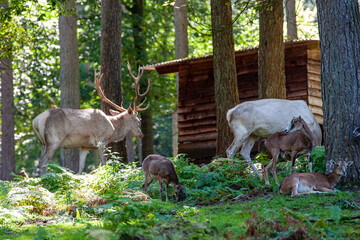 Balade cerf