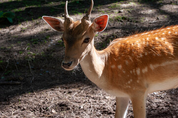 mA BICHE