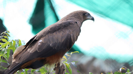 The eagle stands on a tree branch. In the dim background