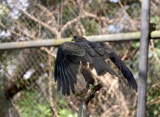 The eagle spreads its wings. with blur background