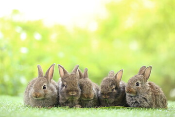 Cute little rabbit on green grass with natural bokeh as background during spring. Young adorable bunny playing in garden. Lovrely pet at park