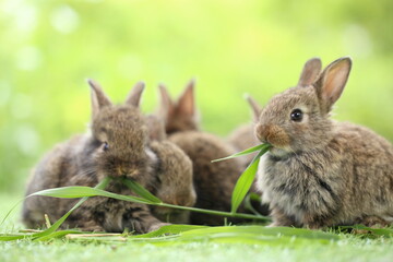 Cute little rabbit on green grass with natural bokeh as background during spring. Young adorable bunny playing in garden. Lovrely pet at park
