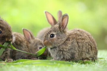 Fototapeta premium Cute little rabbit on green grass with natural bokeh as background during spring. Young adorable bunny playing in garden. Lovrely pet at park