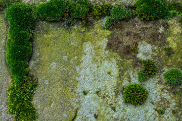 moss on stone