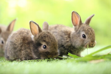 Cute little rabbit on green grass with natural bokeh as background during spring. Young adorable bunny playing in garden. Lovrely pet at park