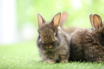 Cute little rabbit on green grass with natural bokeh as background during spring. Young adorable bunny playing in garden. Lovrely pet at park