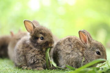 Naklejka premium Cute little rabbit on green grass with natural bokeh as background during spring. Young adorable bunny playing in garden. Lovrely pet at park