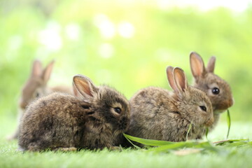 Cute little rabbit on green grass with natural bokeh as background during spring. Young adorable bunny playing in garden. Lovrely pet at park