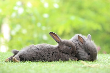 Cute little rabbit on green grass with natural bokeh as background during spring. Young adorable...