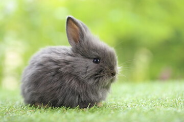 Cute little rabbit on green grass with natural bokeh as background during spring. Young adorable bunny playing in garden. Lovrely pet at park