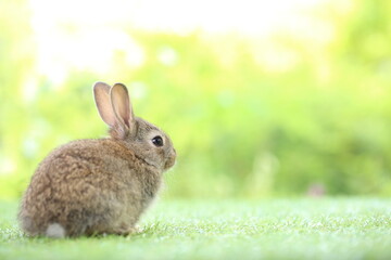 Cute little rabbit on green grass with natural bokeh as background during spring. Young adorable bunny playing in garden. Lovrely pet at park