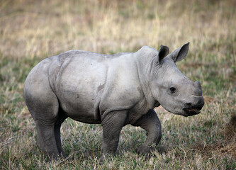 Baby Rhino playing
