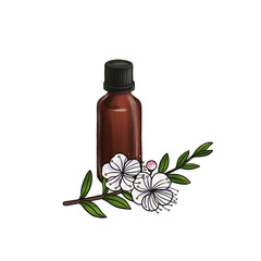drawing myrtle essential oil, glass bottle and flower, hand drawn illustration