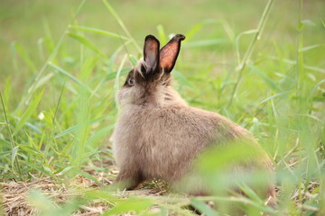 Rabbit in green field and farm way. Lovely and lively bunny in nature with happiness. Hare in the forest. Young cute bunny playing in the garden with grass and small flower.