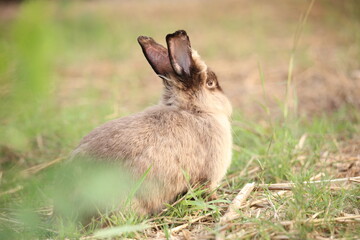 Rabbit in green field and farm way. Lovely and lively bunny in nature with happiness. Hare in the forest. Young cute bunny playing in the garden with grass and small flower.