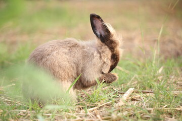 Rabbit in green field and farm way. Lovely and lively bunny in nature with happiness. Hare in the forest. Young cute bunny playing in the garden with grass and small flower.