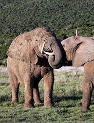 Male elephants play fighting
