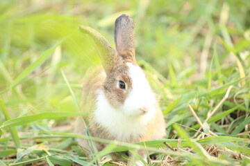Rabbit in green field and farm way. Lovely and lively bunny in nature with happiness. Hare in the forest. Young cute bunny playing in the garden with grass and small flower.