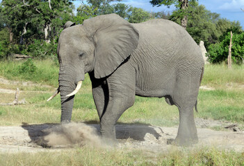 Male elephant looking for salt
