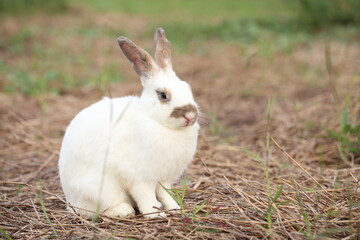 Rabbit in green field and farm way. Lovely and lively bunny in nature with happiness. Hare in the forest. Young cute bunny playing in the garden with grass and small flower.